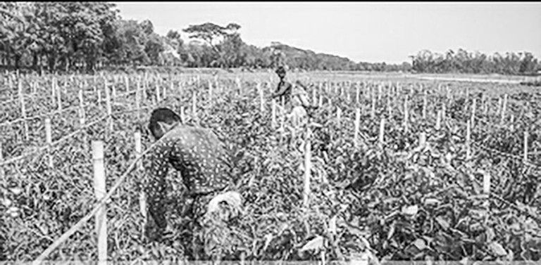 সবজি চাষে রতনের সাফল্য