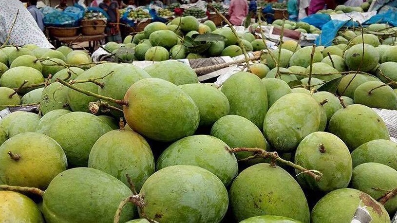 সুইডেন-ইতালি যাচ্ছে চাঁপাইনবাবগঞ্জের আম