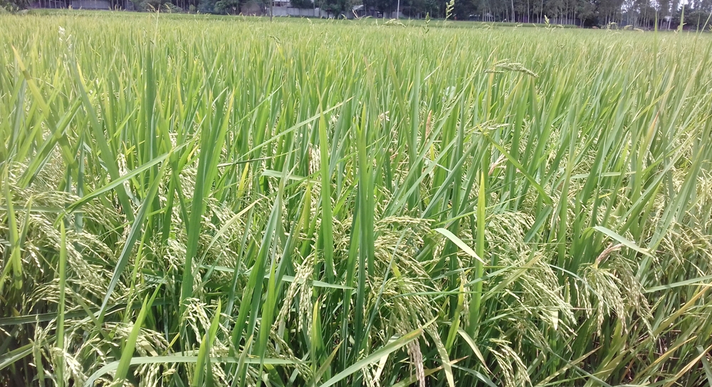 বর্ষালী ধানের আশানুরুপ ফলনে খুশি কৃষক