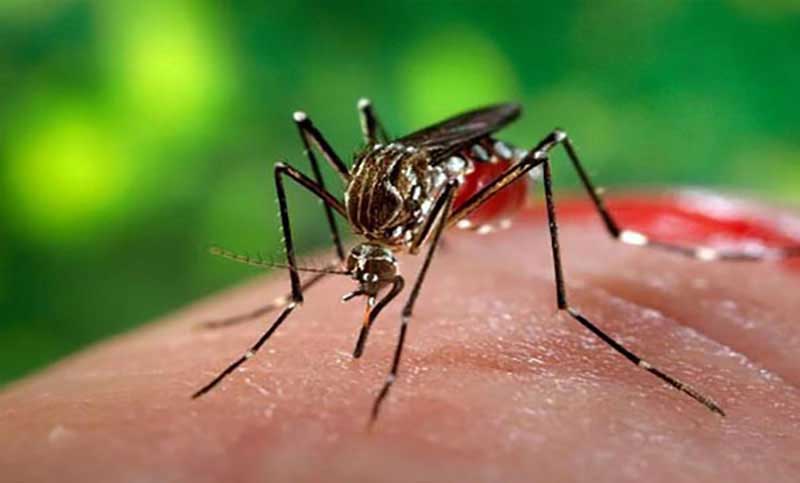 ডেঙ্গু নিয়ন্ত্রণে সফল বলা যাবে না -স্থানীয় সরকারমন্ত্রী