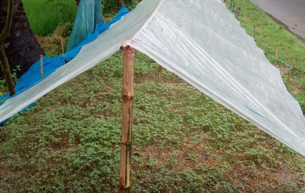 টমেটোর রাজ্যে কমেছে টমেটো চাষ