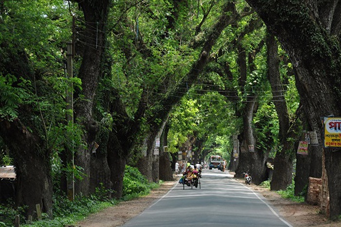 উপড়ে পড়ছে যশোর-বেনাপোল সড়কের শতবর্ষী গাছ
