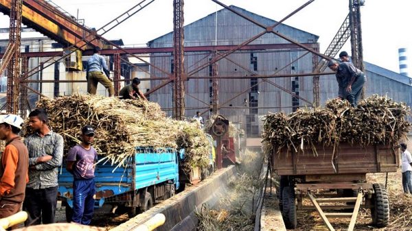 করোনাকালে বকেয়া না পেয়ে আর্থিক সংকটে আখচাষীরা