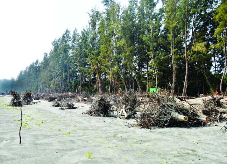 জলবায়ু পরিবর্তনে হুমকির মুখে সবুজ বনাঞ্চল