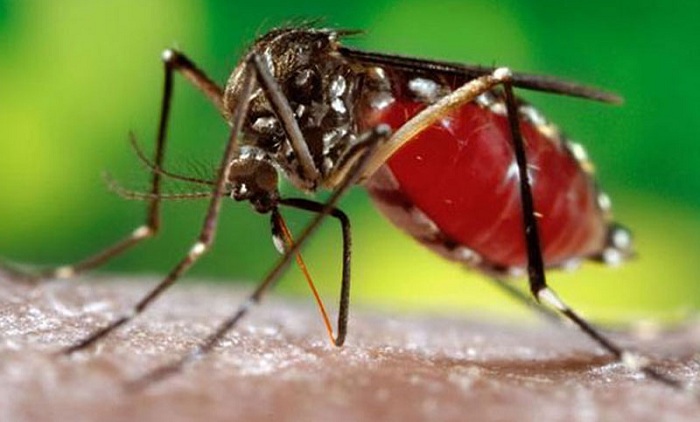 কুমিল্লার হাসপাতাগুলোতে বাড়ছে ডেঙ্গু রোগী