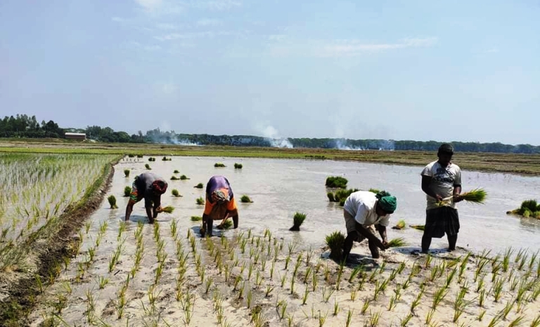 করোনার ভয়ে বসে না থেকে ধান চাষ করছেন কৃষকরা