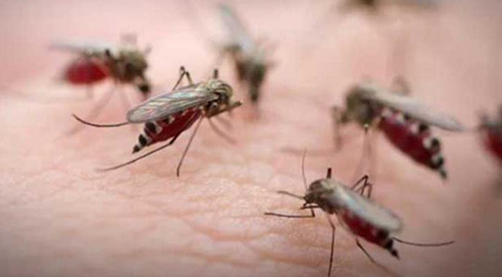 এডিস নির্মূলে বাধা শুল্ক